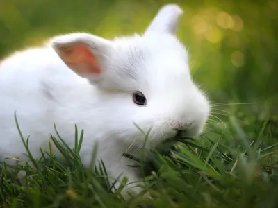 Белковые корма для кроликов: фото различных видов
