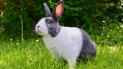 HD: Кролики и их питание в высоком разрешении
