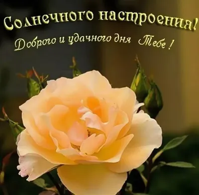 Картинки \"Доброго дня и прекрасного настроения!\" (179 шт.)
