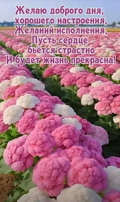 Зимние картинки: Доброго Дня! (177 шт.)