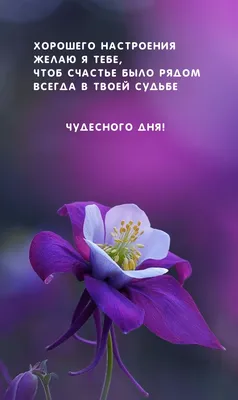 Красивые картинки \"Хорошего дня и отличного настроения!\" (280 шт.)