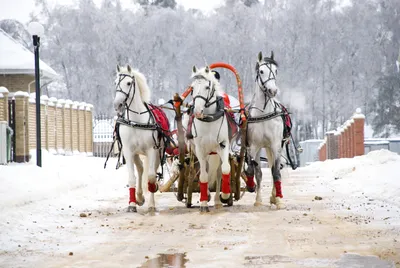 Новогодние наклейки на окна \"Дед Мороз на тройке лошадей\", украшение дома  на Новый год 2024 А3 купить по выгодной цене в интернет-магазине OZON  (1257567831)