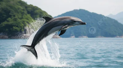 Тихоокеанский белобокий дельфин | Пикабу