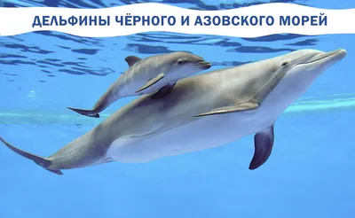 Скорбящий дельфин обнаружен в Алгарве - The Portugal News