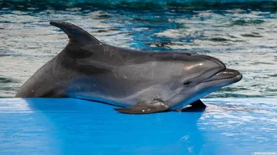 Рисуем дельфинов: 16 вариантов легких рисунков | web-paint.site