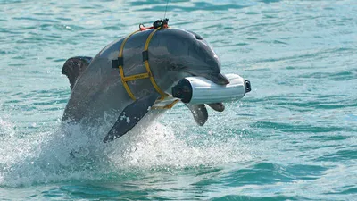 синий дельфин и синий ребенок дельфин в мультяшном стиле вектор PNG , под  морем, мультфильм, иллюстрация PNG картинки и пнг PSD рисунок для  бесплатной загрузки