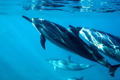 дельфин стоковое фото. изображение насчитывающей одиночно - 12736280