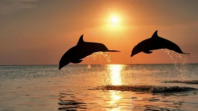 Обои дельфины, прыжок, пара, закат, море картинки на рабочий стол, фото  скачать бесплатно