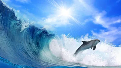 Скачать обои море, прыжок, блеск, дельфин, солнечный свет разрешение  1920x1080 #152556