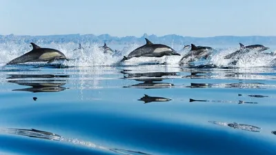 Обои прыжок, водная гладь, дельфины картинки на рабочий стол, фото скачать  бесплатно