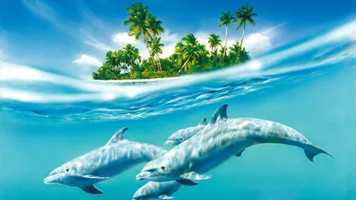 Картинка Дельфины, остров, вода HD фото, обои для рабочего стола