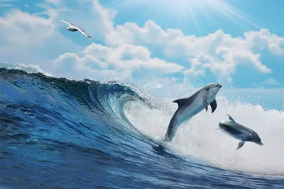Картинка Дельфины Море Природа Небо Волны Облака Животные 5000x3333