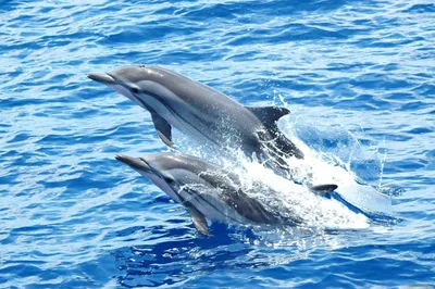 Обои Дельфины Животные Дельфины, обои для рабочего стола, фотографии  дельфины, животные, вода Обои для рабочего стола, скачать обои картинки  заставки на рабочий стол.