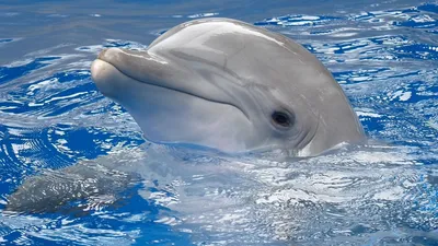 Обои дельфин, вода, плавать, голова картинки на рабочий стол, фото скачать  бесплатно