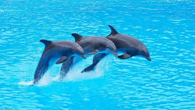 Скачать обои Подводный мир Robert Wyland, дельфины, путешественники океана  на рабочий стол 1024x768