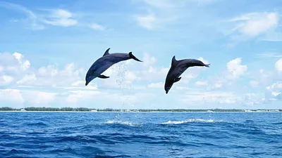 Дельфин обои для рабочего стола, картинки и фото