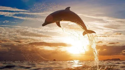 Красивые дельфины - 81 фото