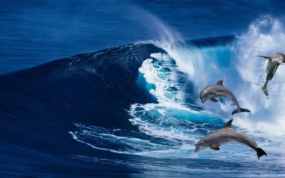 Обои Животные Дельфины, обои для рабочего стола, фотографии животные,  дельфины, бассейн, вода, море, стая, группа Обои для рабочего стола,  скачать обои картинки заставки на рабочий стол.