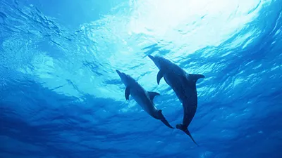 Обои на рабочий стол Дельфин выпрыгивает из морской волны на фоне неба с  летящими чайками, обои для рабочего стола, скачать обои, обои бесплатно