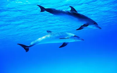 Скачать обои Дельфины, Волна, Море в разрешении 5120x3200 на рабочий стол