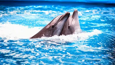 Обои Животные Дельфины, обои для рабочего стола, фотографии животные,  дельфины, вода, дельфин Обои для рабочего стола, скачать обои картинки  заставки на рабочий стол.