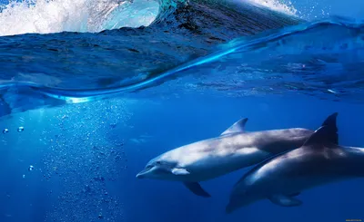 Картинки дельфины на море на рабочий стол (64 фото) » Картинки и статусы  про окружающий мир вокруг