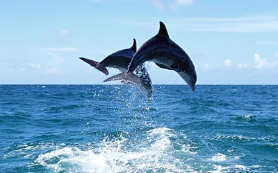 Дельфин обои - 70 фото
