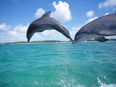 Дельфин в море рисунок - 65 фото