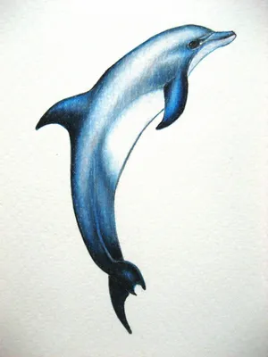 Нарисованный дельфин карандашом - 67 фото