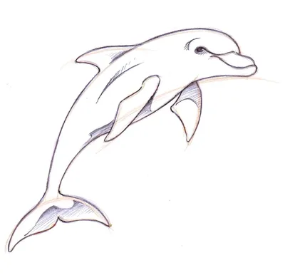 How to draw Dolphin simple and fast ✓ - YouTube