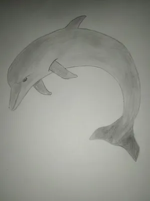 Нарисованный дельфин | Рисунки, Рисовать, Дельфины