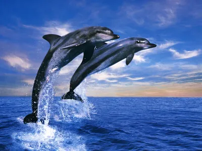 Дельфин. Векторный рисунок Векторное изображение ©Marinka 297267466