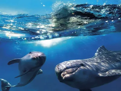🐬Невероятно красивые разновидности дельфинов, подарят нам в эту среду  отличное настроение! | Жанна Аттар | Дзен