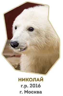 25 февраля в Ленинградском зоопарке пройдет «Международный день белого  медведя»