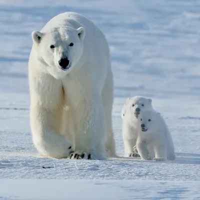 Экологический календарь: Праздник “Международный день полярного медведя” –  Психологическое зеркало и тИГРотека