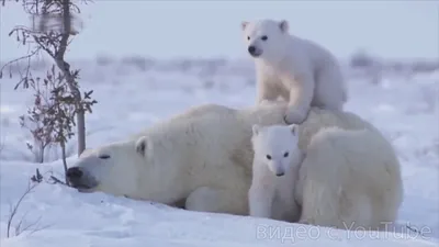 Международный день белого медведя - ТАСС
