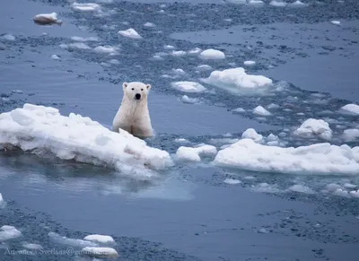 Международный день полярного медведя - 25 Февраля 2016 -  Эко-радуга_Муравленко