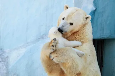 В мире отмечают День белого медведя - ТАСС