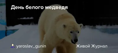 Где-то на белом свете,там, где всегда мороз\" | ВКонтакте