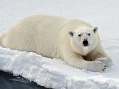 Стихотворение «27 ФЕВРАЛЯ - Международный день полярного (белого) медведя»,  поэт Дёмина Галина
