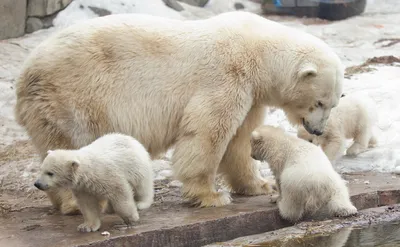 В Екатеринбургском зоопарке отметят день белого медведя: Общество: Облгазета