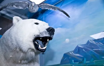 Международный день полярного медведя День белого медведя - Праздник