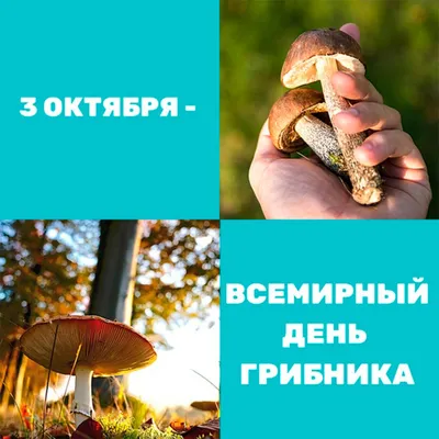 В России предложили официально учредить День грибника — Новости — город  Рязань на городском сайте RZN.info