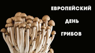 всё обо всём - Европейский день грибов отмечается ежегодно в четвертую  субботу сентября. Основная его задача — распространить информацию о  важности грибов как для экосистем, так и в повседневной жизни человека.  Грибы