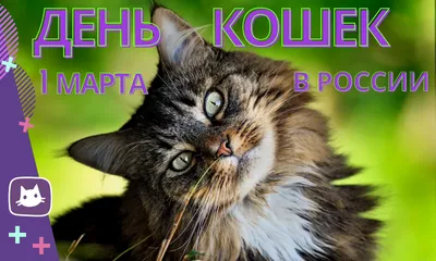 😻1 марта — не только первый день весны, но и День Кошек России | Нос,  хвост, лапы | Дзен