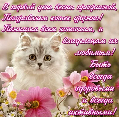 Поздравляем с Днем российских кошек! — Свердловский областной краеведческий  музей имени О.Е. Клера