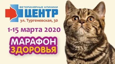 1 марта - день кошек в России | 02.03.2023 | Болхов - БезФормата