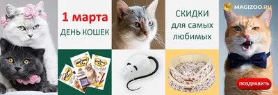 МИР Настроения - 1 Марта - Всемирный день кошек! | Facebook