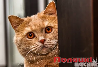 1 марта — день кошек. ТОП-5 самых популярных кошек в Казахстане — Новости  Шымкента