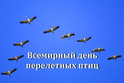 1 апреля - международный день птиц | КГБУ \"Хабаровский психоневрологический  интернат\"